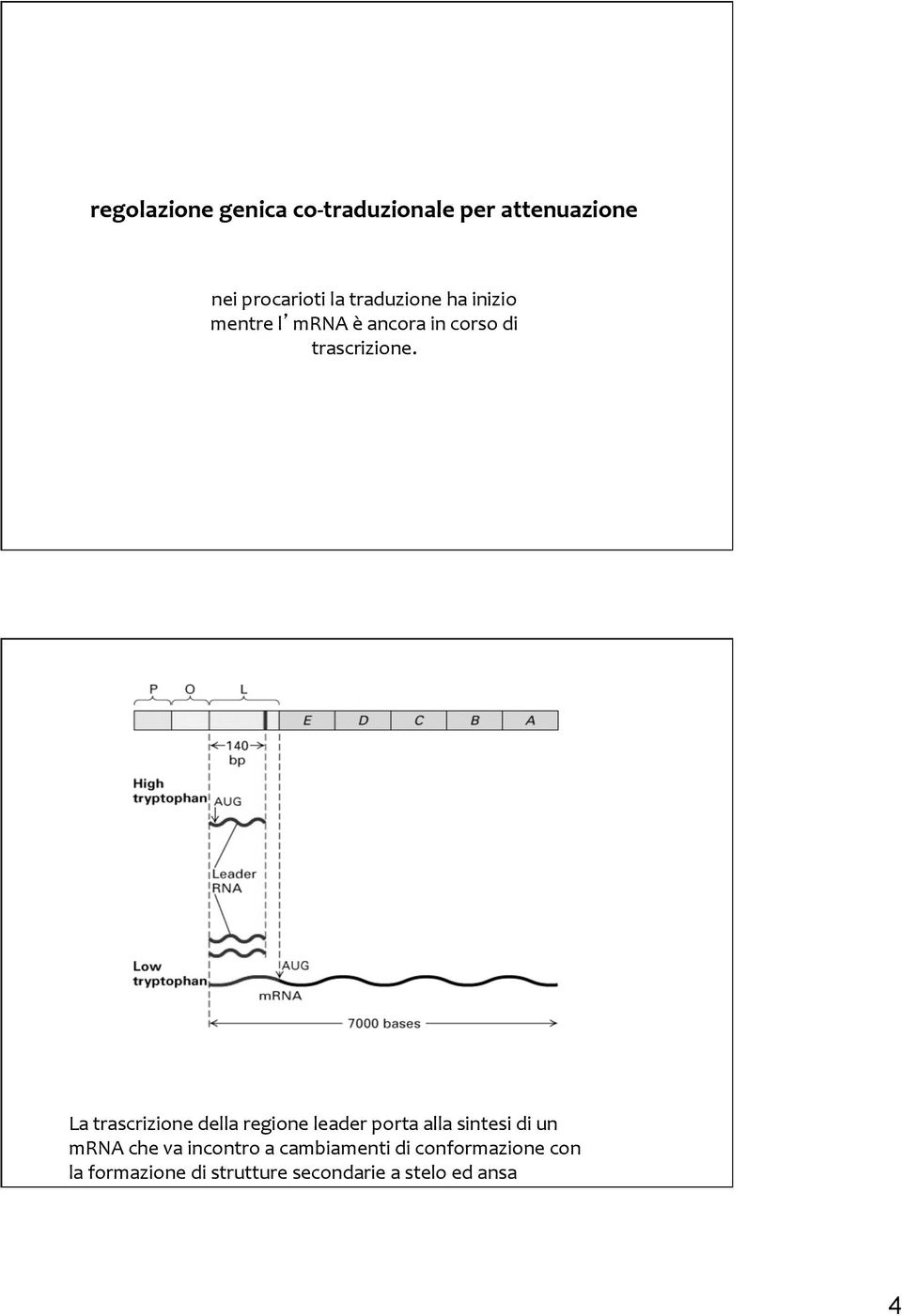 La trascrizione della regione leader porta alla sintesi di un mrna che va