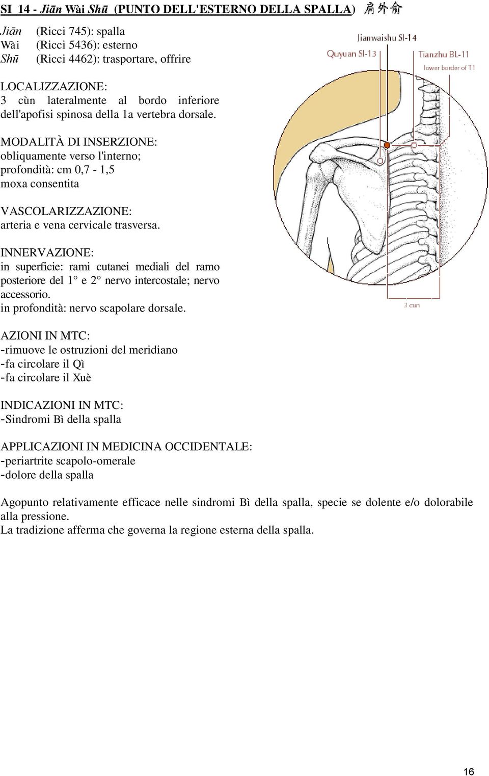 in superficie: rami cutanei mediali del ramo posteriore del 1 e 2 nervo intercostale; nervo accessorio. in profondità: nervo scapolare dorsale.