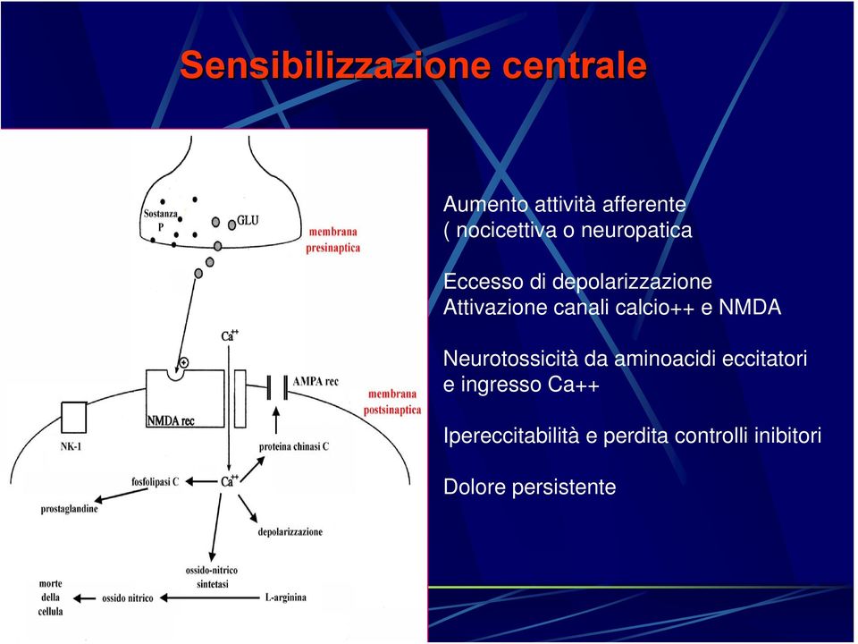canali calcio++ e NMDA Neurotossicità da aminoacidi eccitatori e