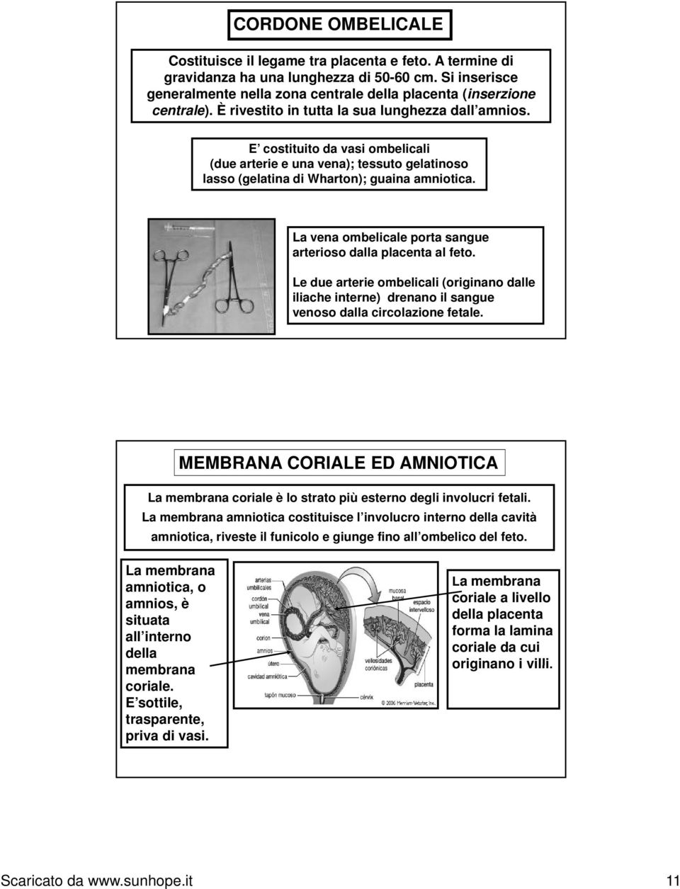 La vena ombelicale porta sangue arterioso dalla placenta al feto. Le due arterie ombelicali (originano dalle iliache interne) drenano il sangue venoso dalla circolazione fetale.