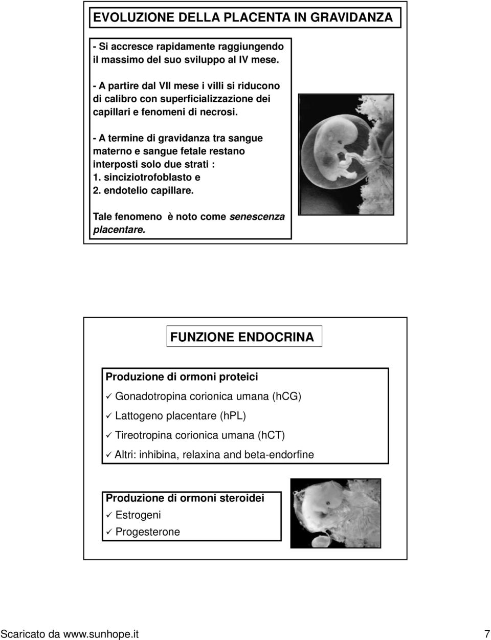 - A termine di gravidanza tra sangue materno e sangue fetale restano interposti solo due strati : 1. sinciziotrofoblasto e 2. endotelio capillare.