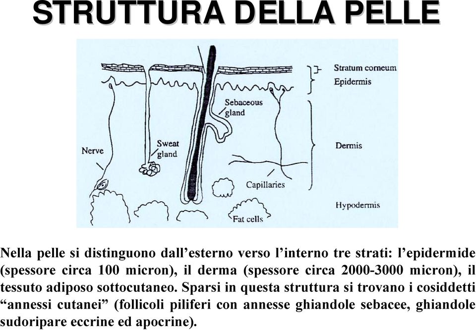 tessuto adiposo sottocutaneo.