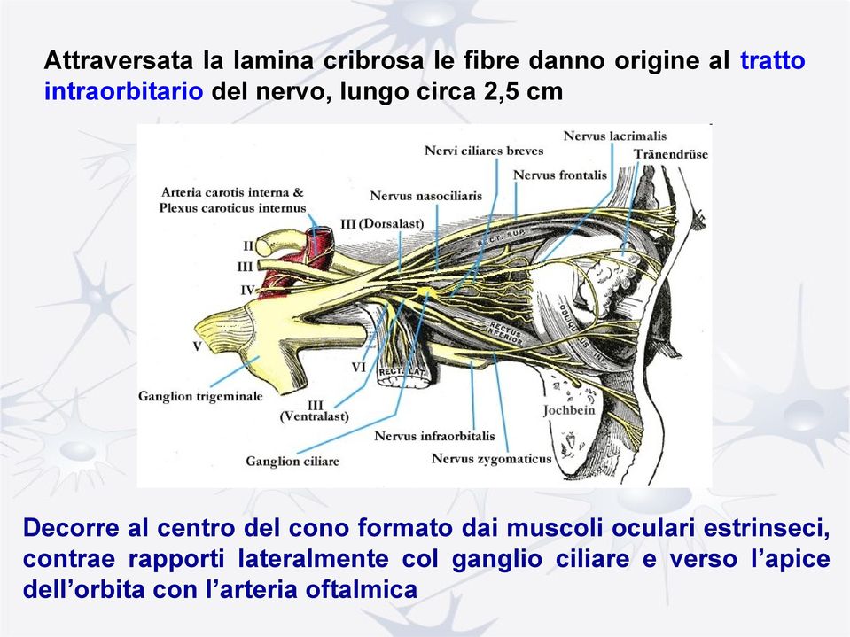 cono formato dai muscoli oculari estrinseci, contrae rapporti