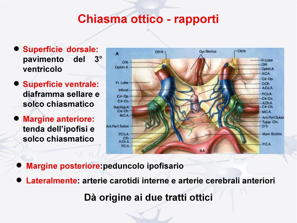 tenda dell ipofisi e solco chiasmatico Margine posteriore:peduncolo ipofisario