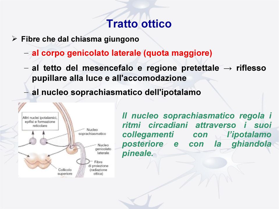 all'accomodazione al nucleo soprachiasmatico dell'ipotalamo Il nucleo soprachiasmatico