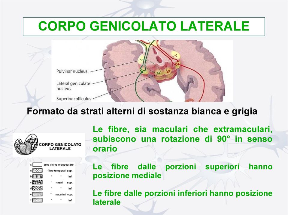 rotazione di 90 in senso orario Le fibre dalle porzioni posizione