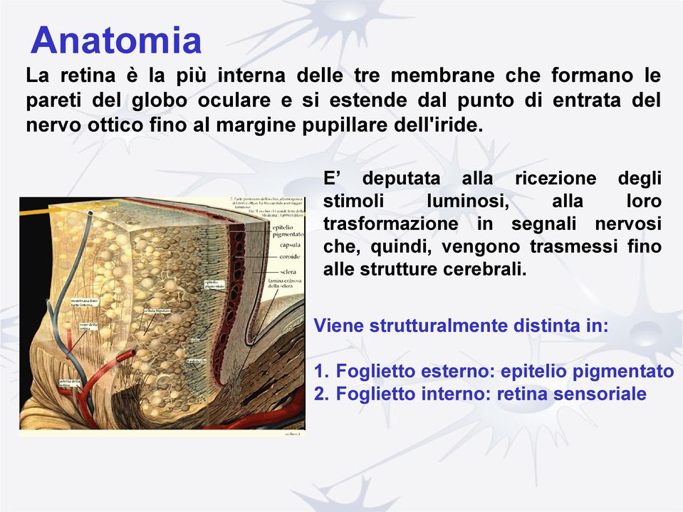 E deputata alla ricezione degli stimoli luminosi, alla loro trasformazione in segnali nervosi che, quindi,