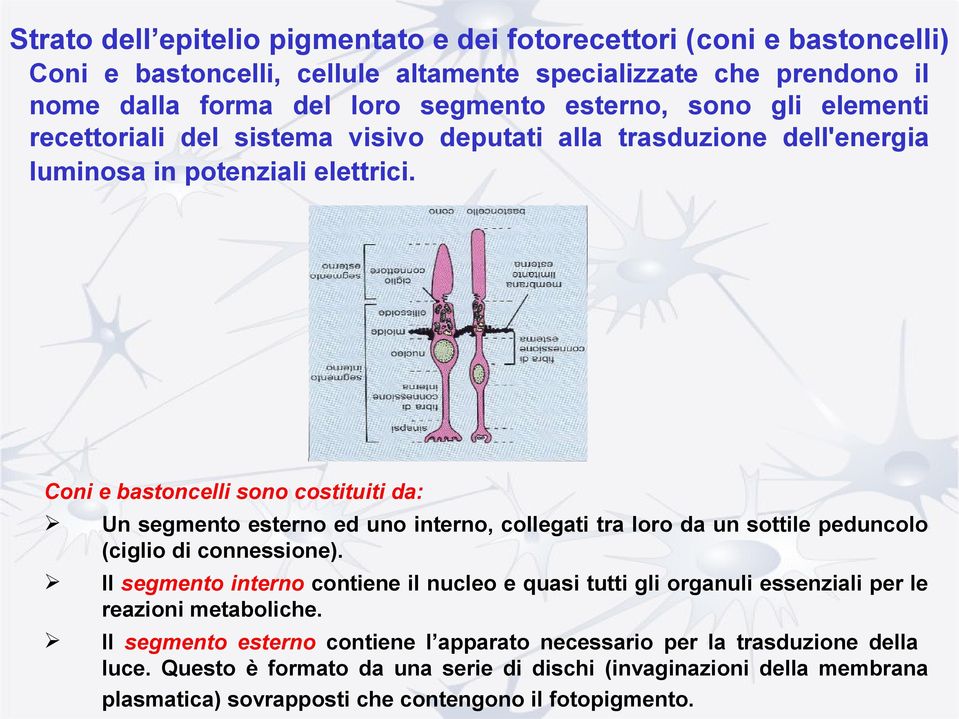 Coni e bastoncelli sono costituiti da: Un segmento esterno ed uno interno, collegati tra loro da un sottile peduncolo (ciglio di connessione).