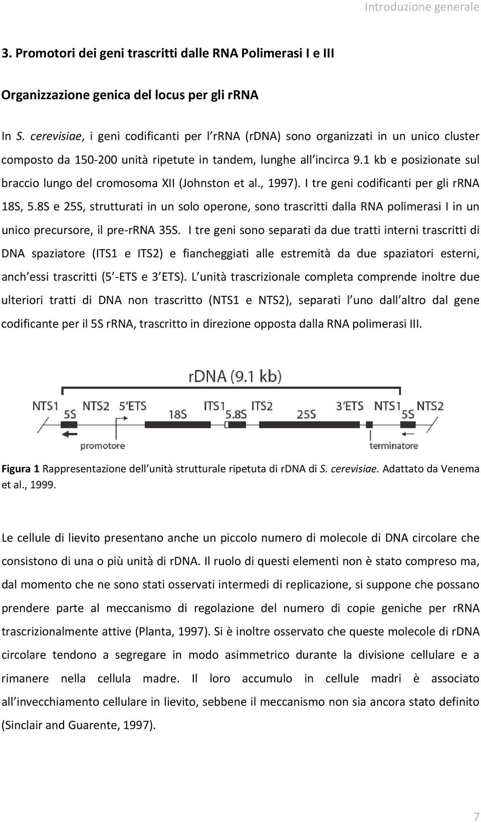 1 kb e posizionate sul braccio lungo del cromosoma XII (Johnston et al., 1997). I tre geni codificanti per gli rrna 18S, 5.