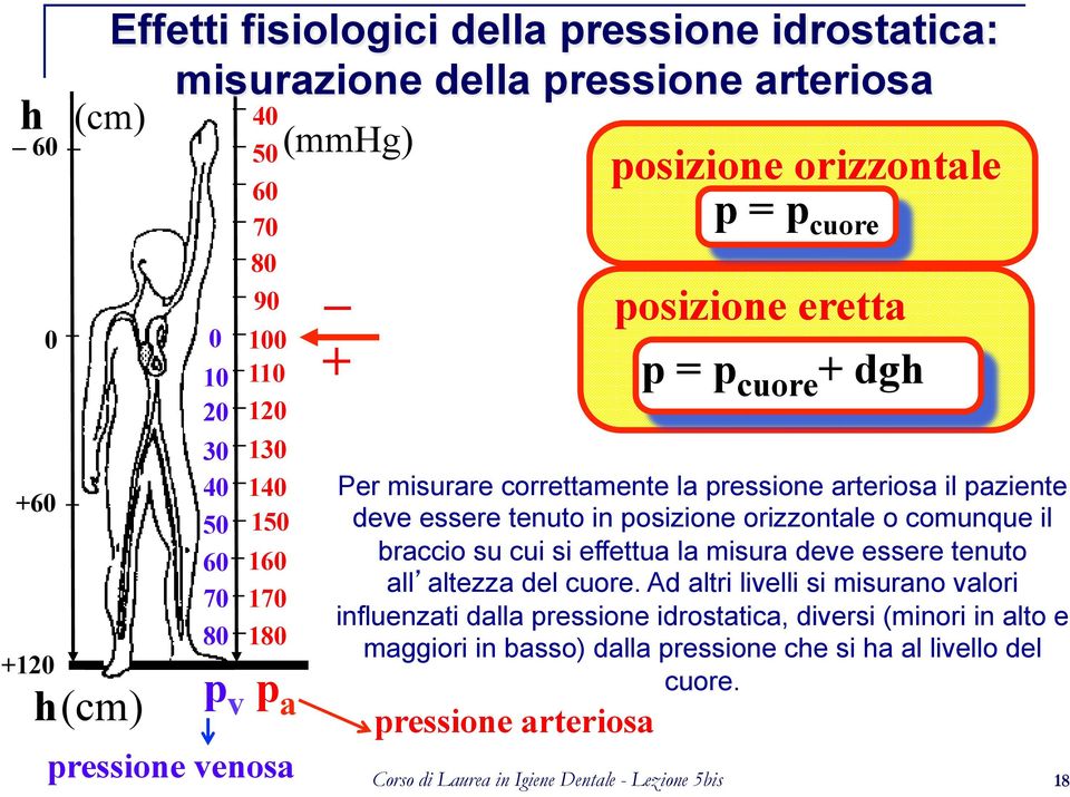 correttamente la pressione arteriosa il paziente deve essere tenuto in posizione orizzontale o comunque il braccio su cui si effettua la misura deve essere tenuto all