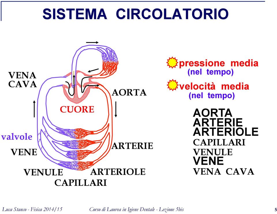 media (nel tempo) velocità media (nel tempo) AORTA