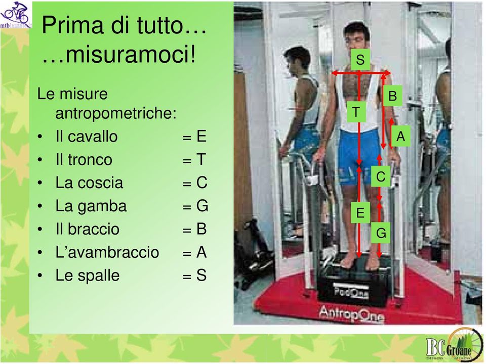 Il tronco = T La coscia = C La gamba = G