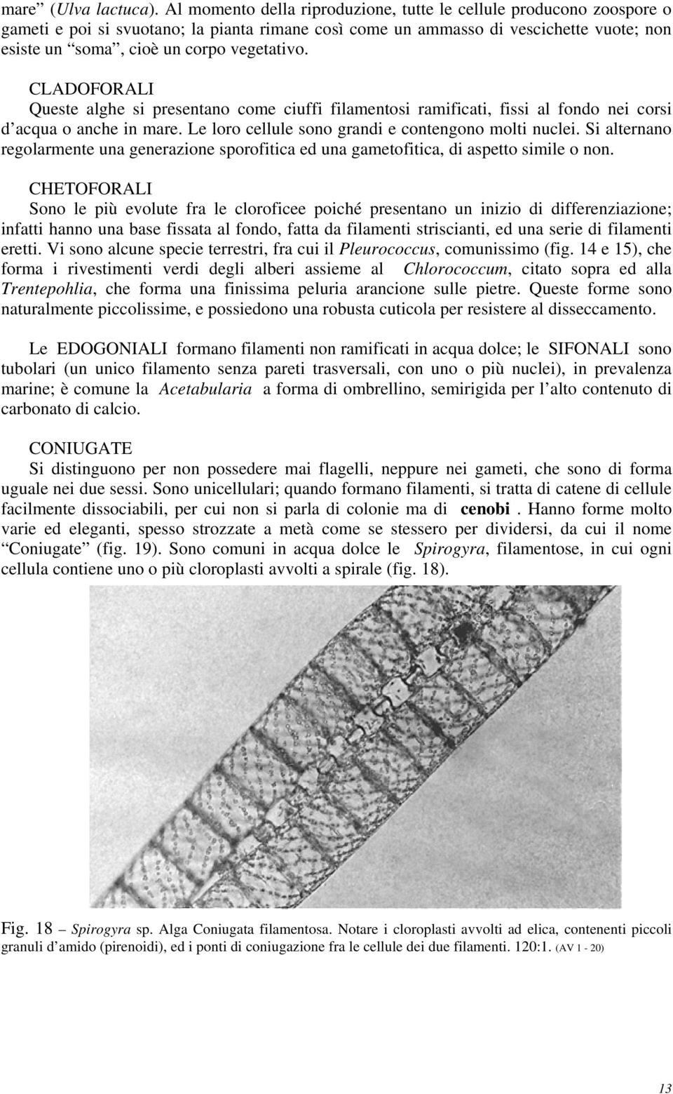 CLADOFORALI Queste alghe si presentano come ciuffi filamentosi ramificati, fissi al fondo nei corsi d acqua o anche in mare. Le loro cellule sono grandi e contengono molti nuclei.