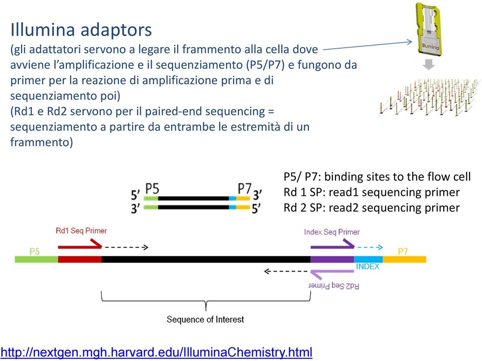 servono per il paired-end sequencing = sequenziamento a partire da entrambe le estremità di un frammento) P5/ P7: binding