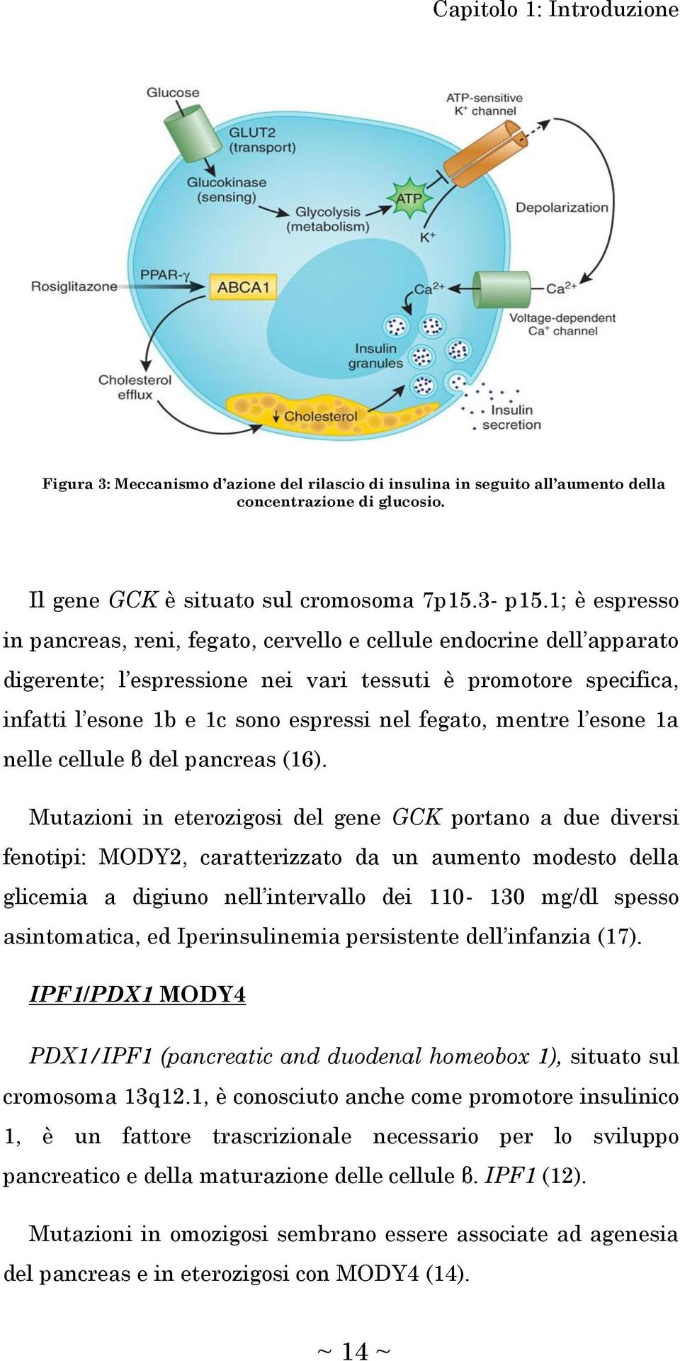 mentre l esone 1a nelle cellule β del pancreas (16).