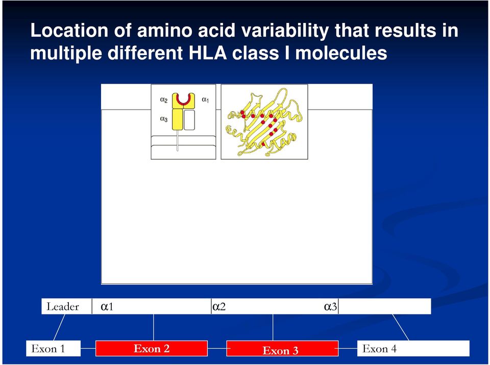 multiple different HLA class I