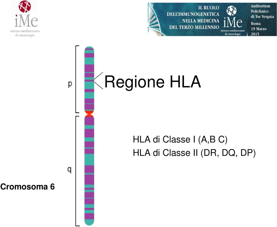 HLA di Classe II