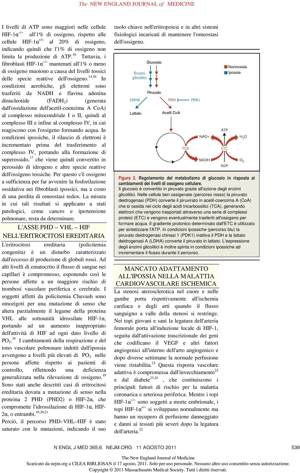 14,16 In condizioni aerobiche, gli elettroni sono trasferiti da NADH e flavina adenina dinucleotide (FADH 2 ) (generata dall'ossidazione dell'acetil-coenzima A CoA) al complesso mitocondriale I o II,