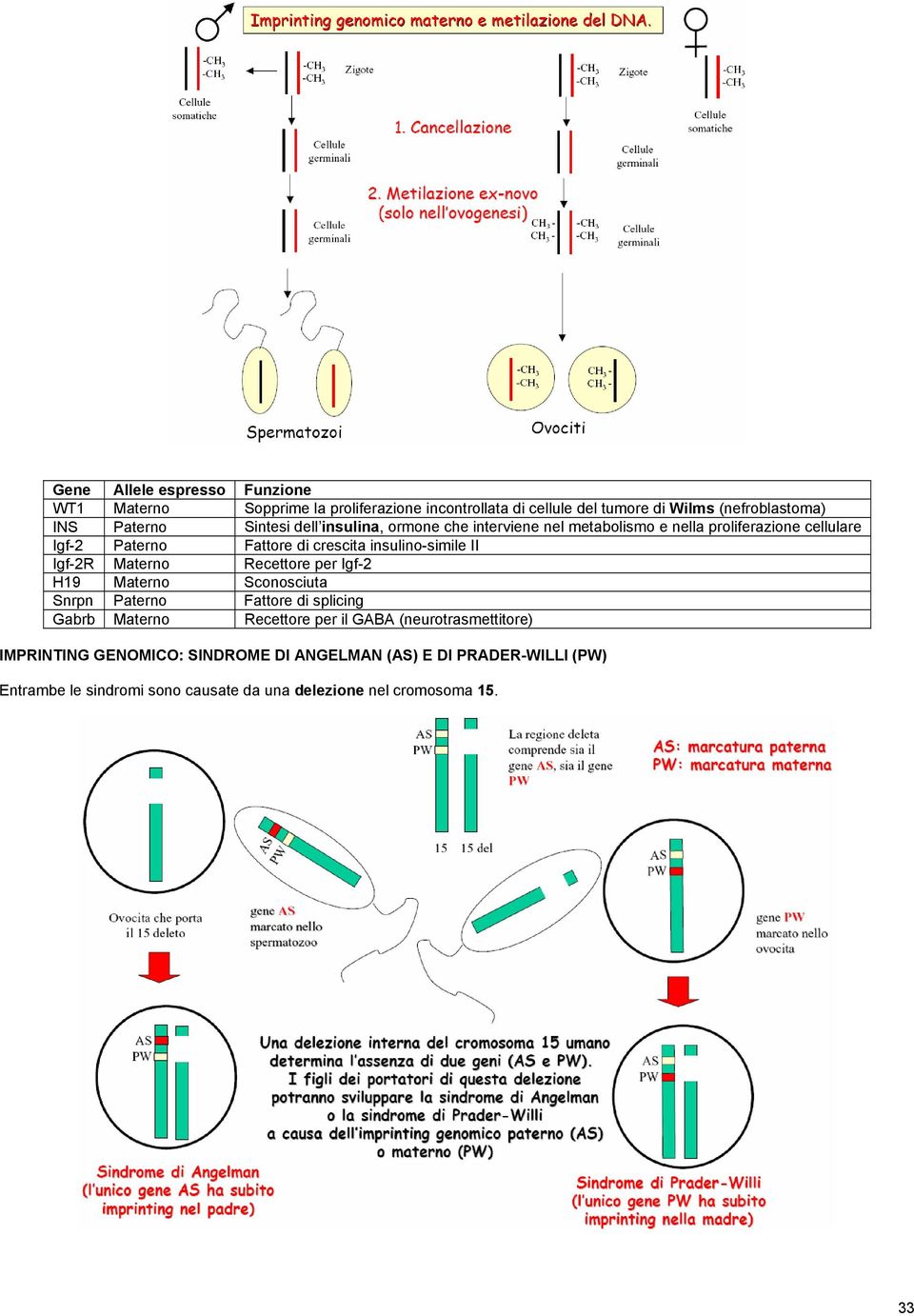 II Igf-2R Materno Recettore per Igf-2 H19 Materno Sconosciuta Snrpn Paterno Fattore di splicing Gabrb Materno Recettore per il GABA