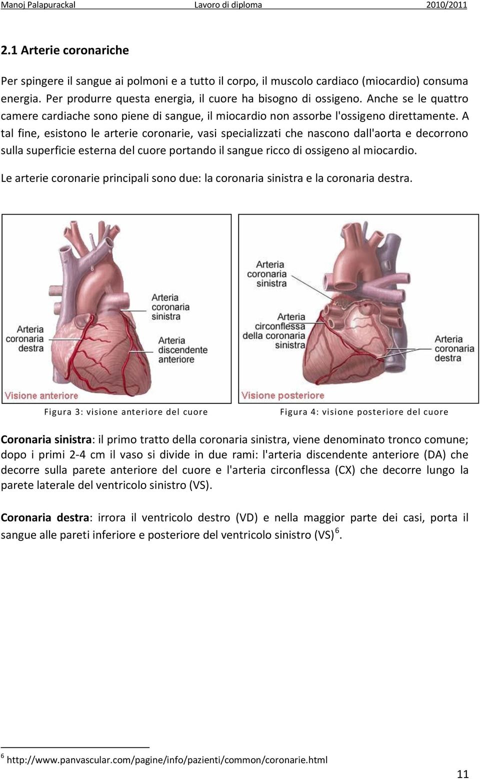 A tal fine, esistono le arterie coronarie, vasi specializzati che nascono dall'aorta e decorrono sulla superficie esterna del cuore portando il sangue ricco di ossigeno al miocardio.
