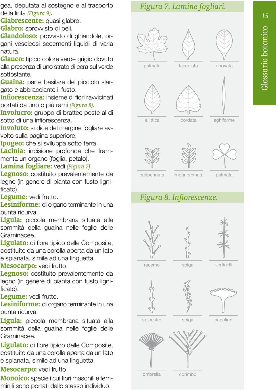 Guaina: parte basilare del picciolo slargato e abbracciante il fusto. Infiorescenza: insieme di fiori ravvicinati portati da uno o più rami (Figura 8).