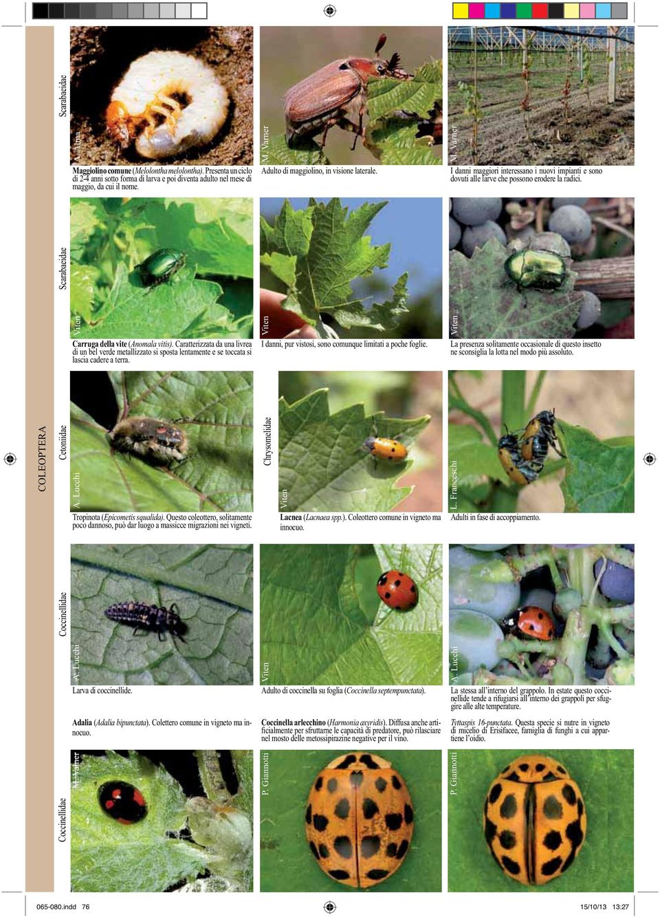 toccata si Scarabaeidae La presenza solitamente occasionale di questo insetto COLEOPTERA Tropinota ( Questo coleottero, solitamente Lacnea (Lacnaea spp.