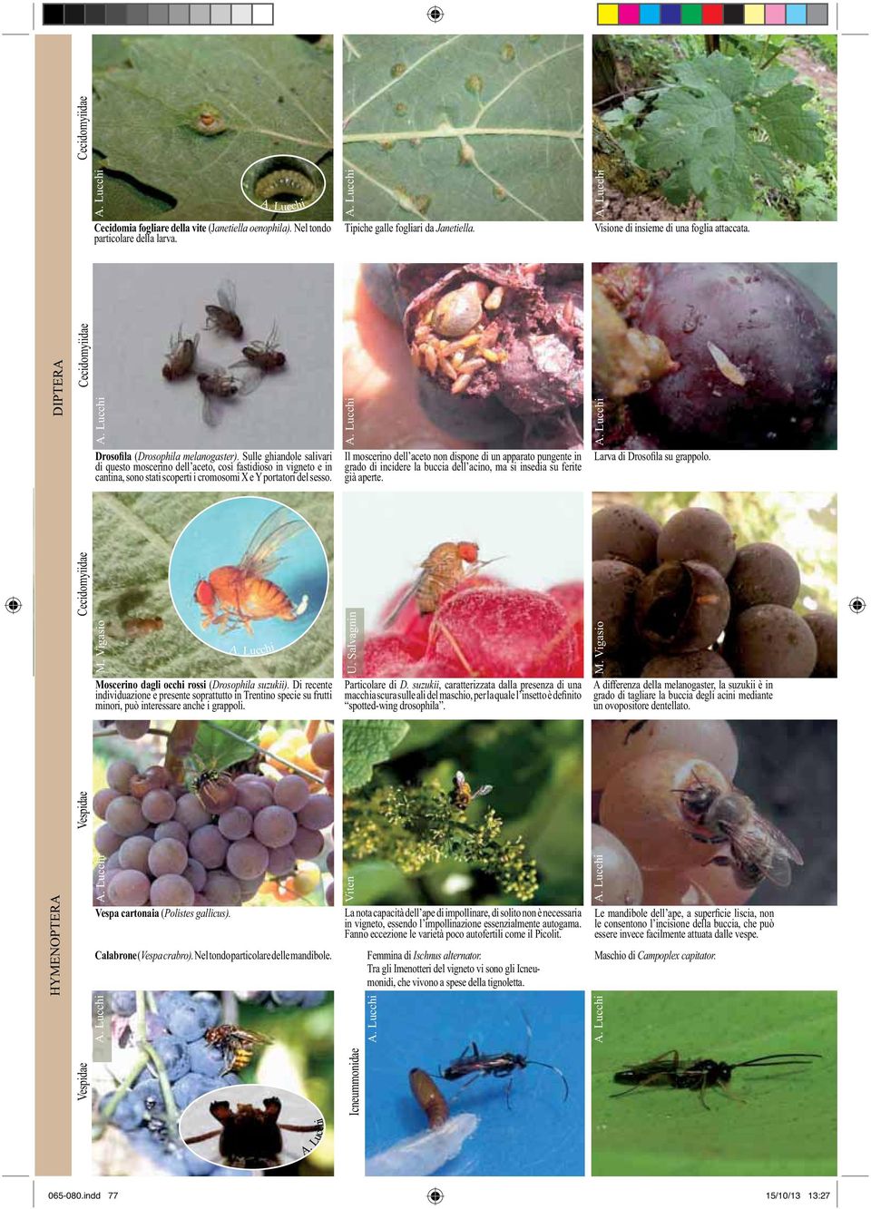 Di recente individuazione e presente soprattutto in Trentino specie su frutti Vespa cartonaia ( Calabrone ( Particolare di, caratterizzata dalla presenza di una La nota capacità dell ape di