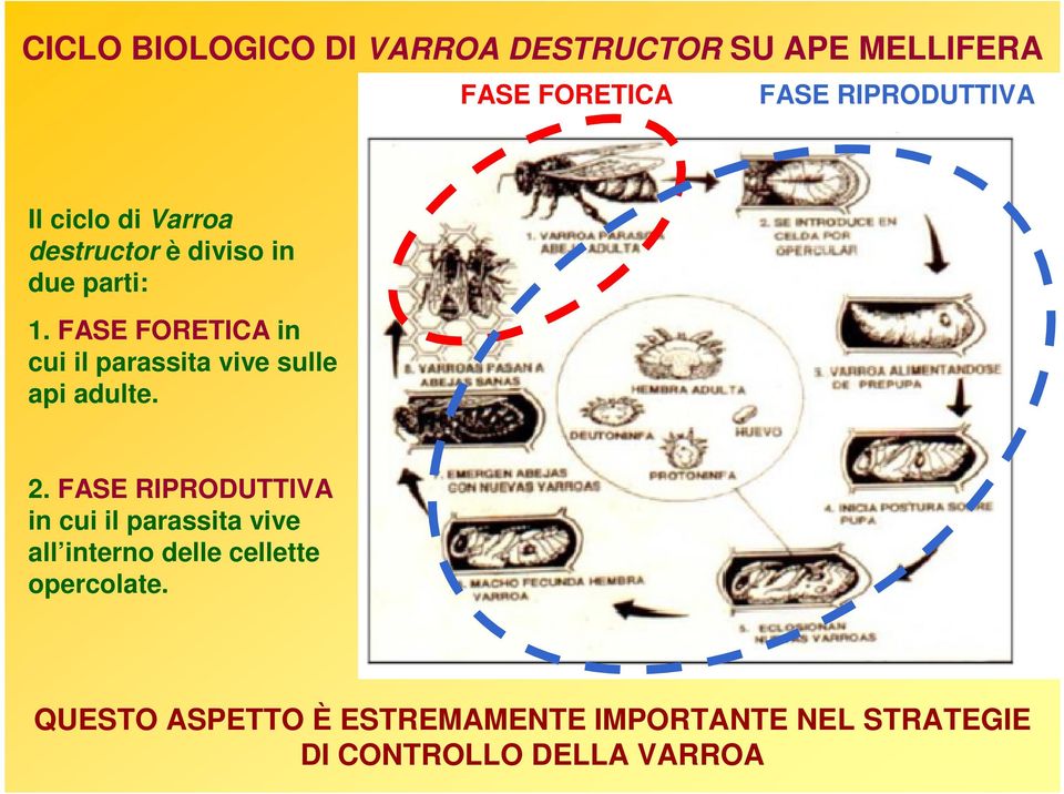 FASE FORETICA in cui il parassita vive sulle api adulte. 2.