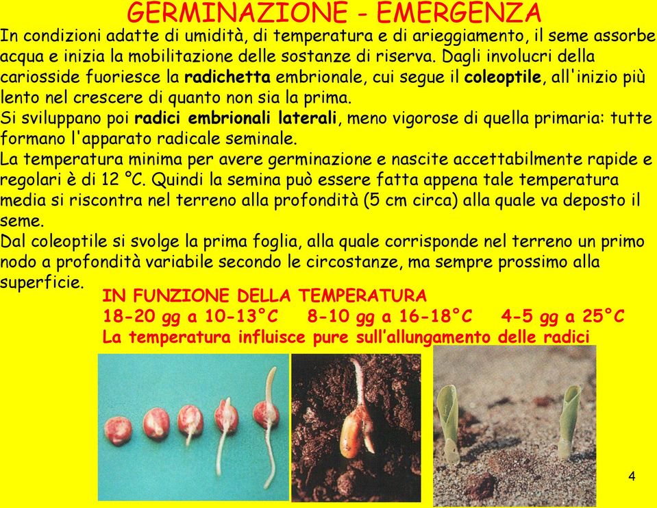 Si sviluppano poi radici embrionali laterali, meno vigorose di quella primaria: tutte formano l'apparato radicale seminale.