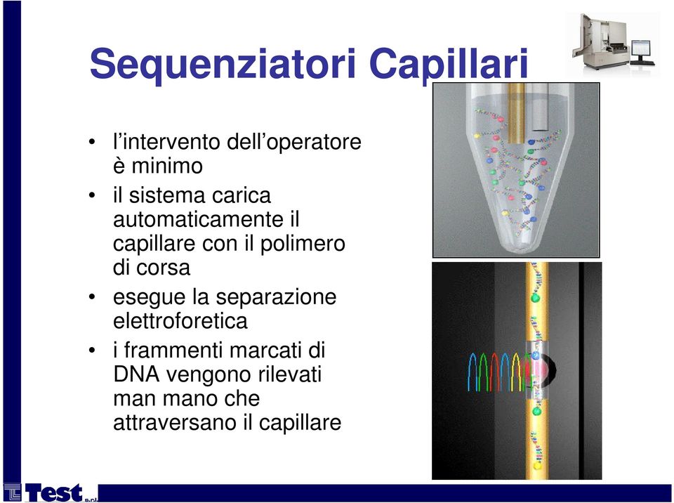 corsa esegue la separazione elettroforetica i frammenti marcati