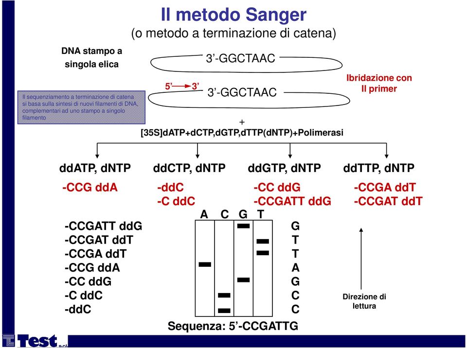 [35S]dATP+dCTP,dGTP,dTTP(dNTP)+Polimerasi Ibridazione con Il primer ddatp, dntp ddctp, dntp ddgtp, dntp ddttp, dntp -CCG dda -CCGATT ddg