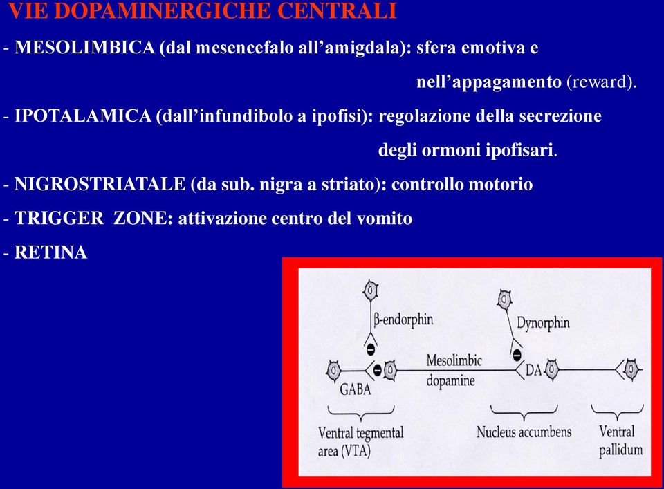 - IPOTALAMICA (dall infundibolo a ipofisi): regolazione della secrezione degli