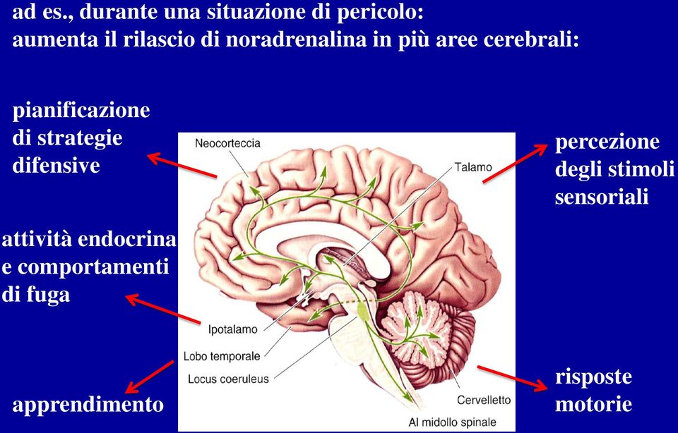 noradrenalina in più aree cerebrali: pianificazione di