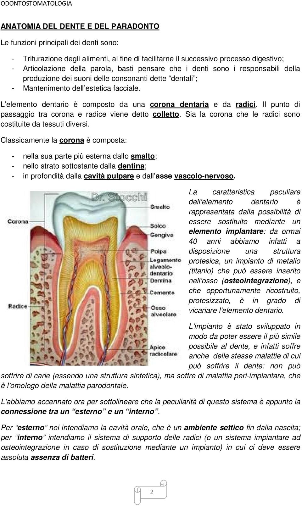 L elemento dentario è composto da una corona dentaria e da radici. Il punto di passaggio tra corona e radice viene detto colletto. Sia la corona che le radici sono costituite da tessuti diversi.
