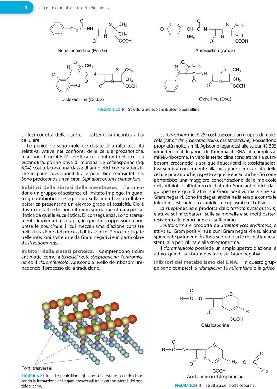 Le penicilline sono molecole dotate di un alta tossicità selettiva.