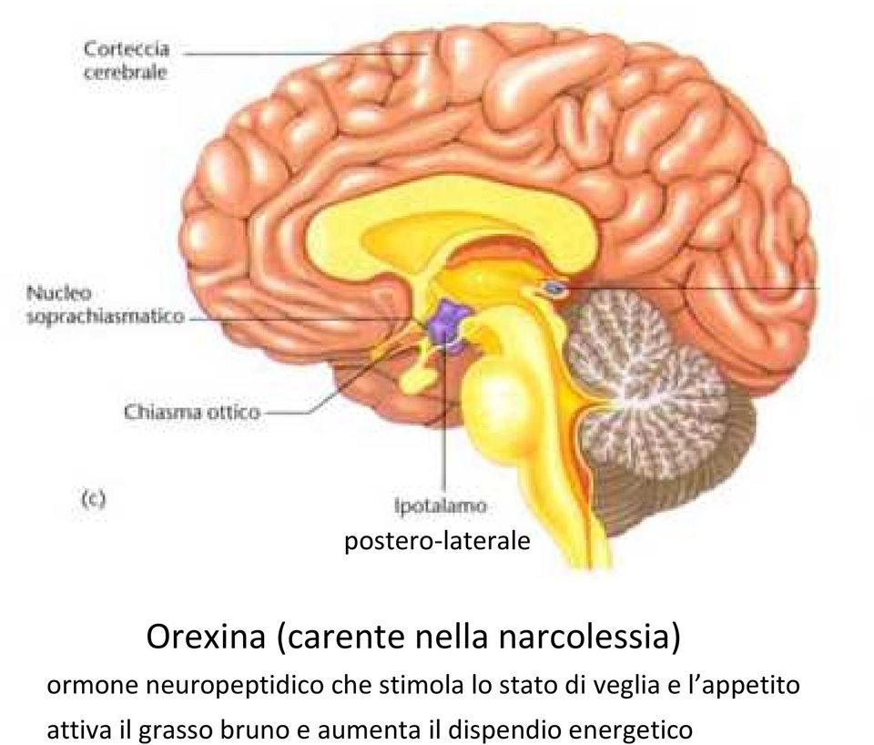 stimola lo stato di veglia e l appetito