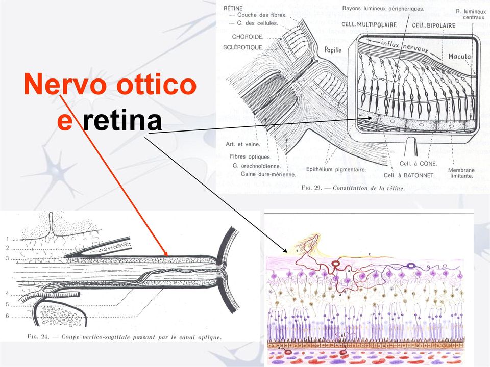 retina