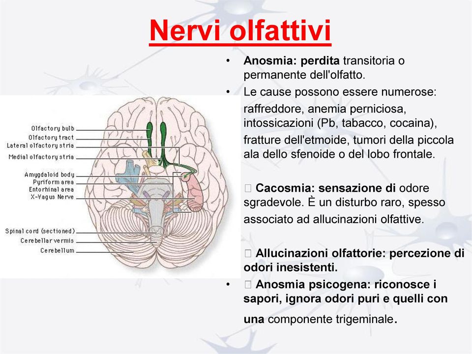 tumori della piccola ala dello sfenoide o del lobo frontale. Cacosmia: sensazione di odore sgradevole.