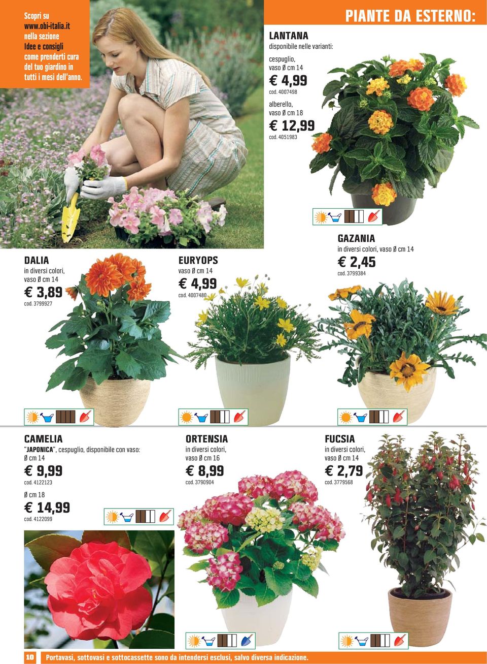 4051983 GAZANIA in diversi colori, DALIA EURYOPS in diversi colori, 3,89 4,99 2,45 cod. 3799384 cod. 4007480 cod.