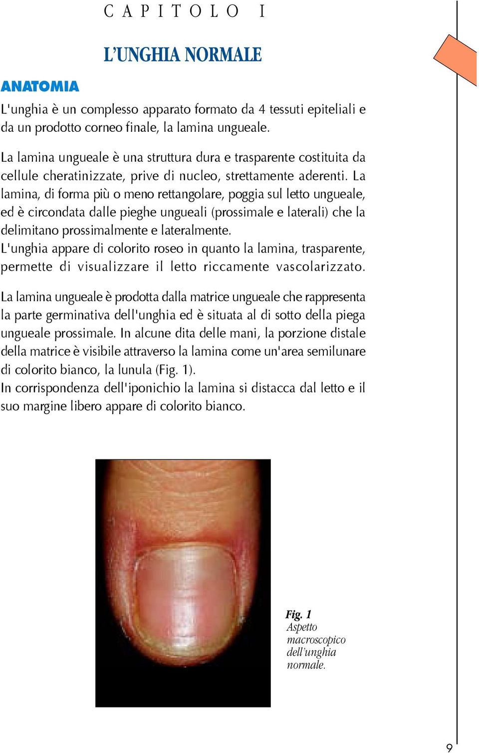 La lamina, di forma più o meno rettangolare, poggia sul letto ungueale, ed è circondata dalle pieghe ungueali (prossimale e laterali) che la delimitano prossimalmente e lateralmente.