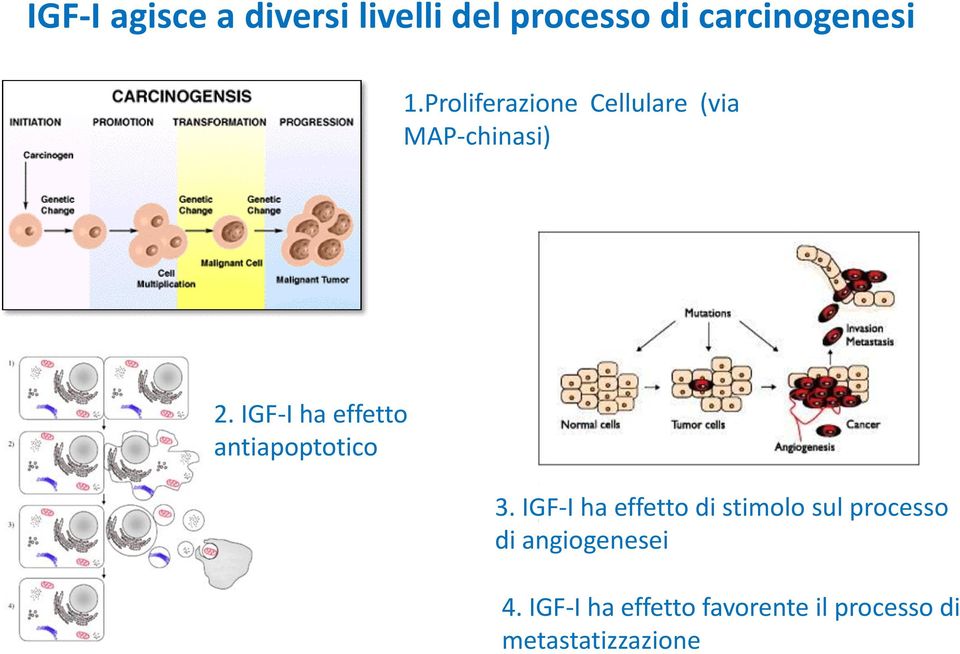 IGF-I ha effetto antiapoptotico 3.