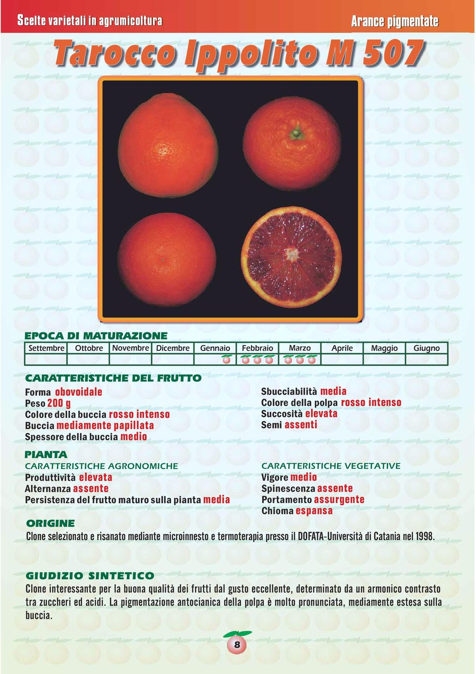 Chioma espansa Clone selezionato e risanato mediante microinnesto e termoterapia presso il DOFATA-Università di Catania nel 1998.