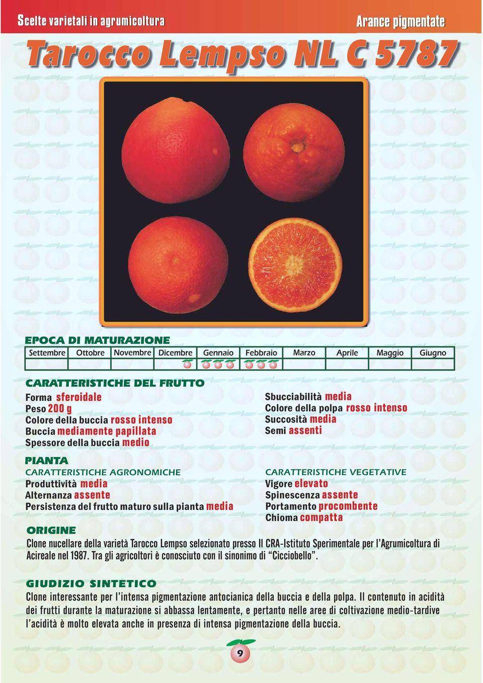 nucellare della varietà Tarocco Lempso selezionato presso Il CRA-Istituto Sperimentale per l Agrumicoltura di Acireale nel 1987. Tra gli agricoltori è conosciuto con il sinonimo di Cicciobello.