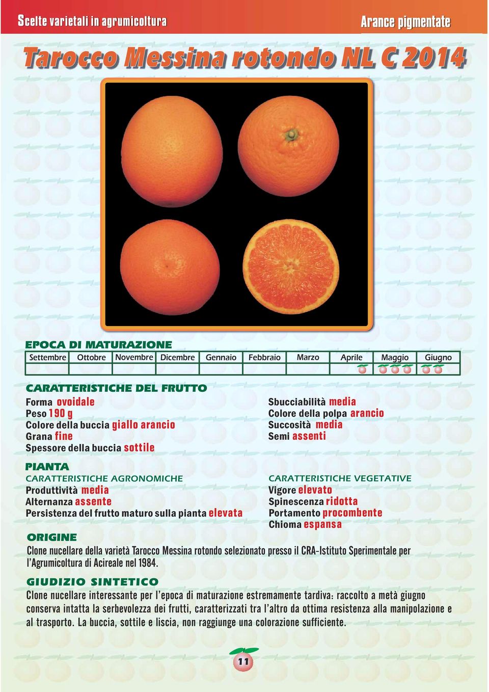 della varietà Tarocco Messina rotondo selezionato presso il CRA-Istituto Sperimentale per l Agrumicoltura di Acireale nel 1984.