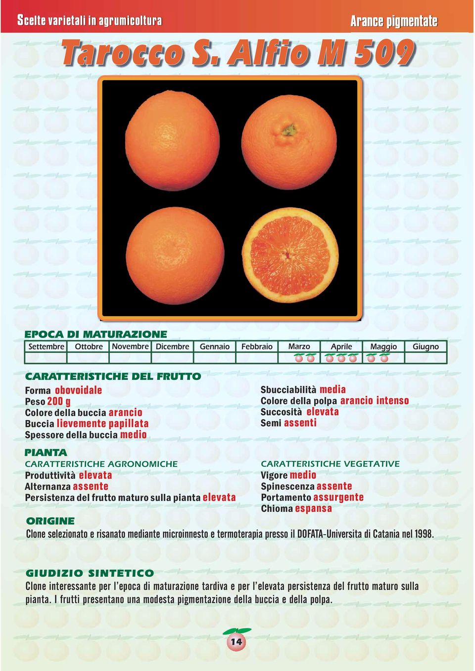 arancio intenso Succosità elevata Semi assenti Produttività elevata Spinescenza assente Persistenza del frutto maturo sulla pianta elevata Portamento assurgente Chioma