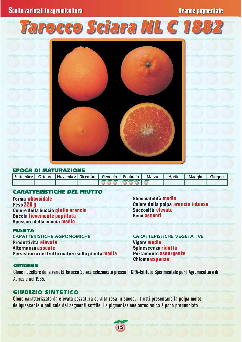 assurgente Chioma espansa Clone nucellare della varietà Tarocco Sciara selezionato presso Il CRA-Istituto Sperimentale per l Agrumicoltura di Acireale nel 1985.