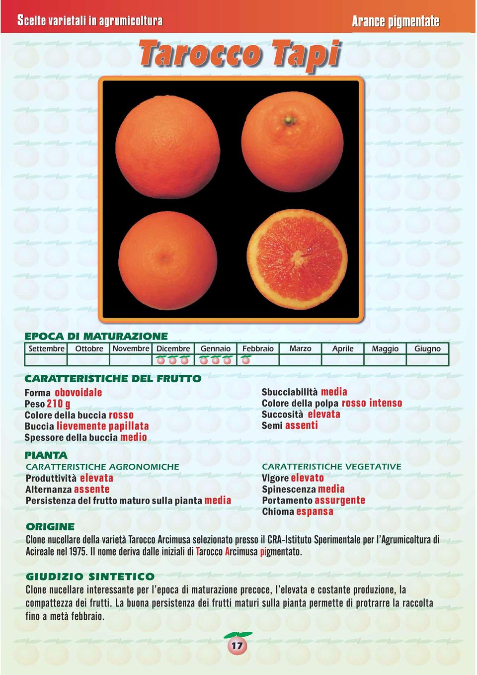 varietà Tarocco Arcimusa selezionato presso il CRA-Istituto Sperimentale per l Agrumicoltura di Acireale nel 1975. Il nome deriva dalle iniziali di Tarocco Arcimusa pigmentato.
