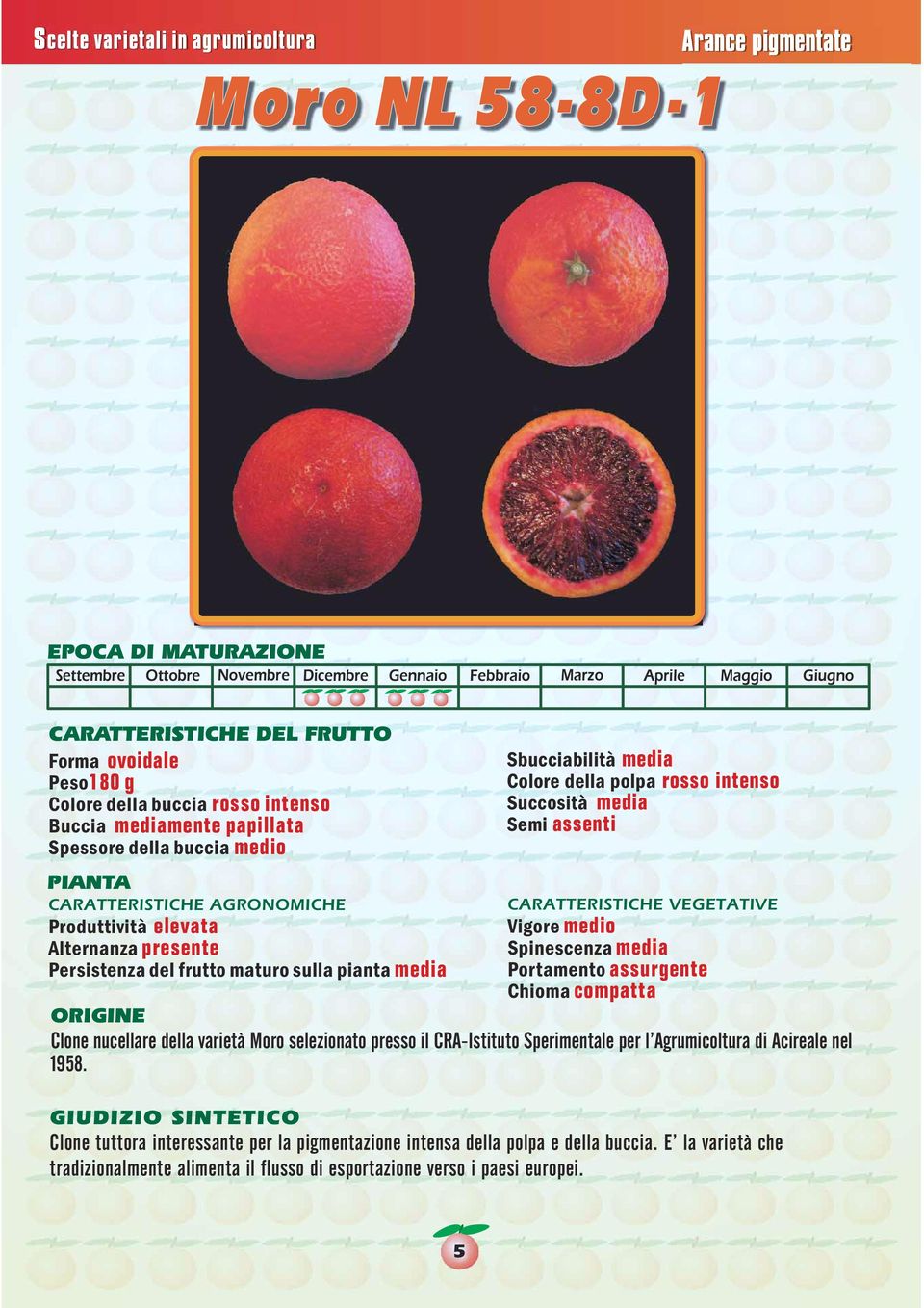 Portamento assurgente Chioma compatta Clone nucellare della varietà Moro selezionato presso il CRA-Istituto Sperimentale per l Agrumicoltura di Acireale nel 1958.