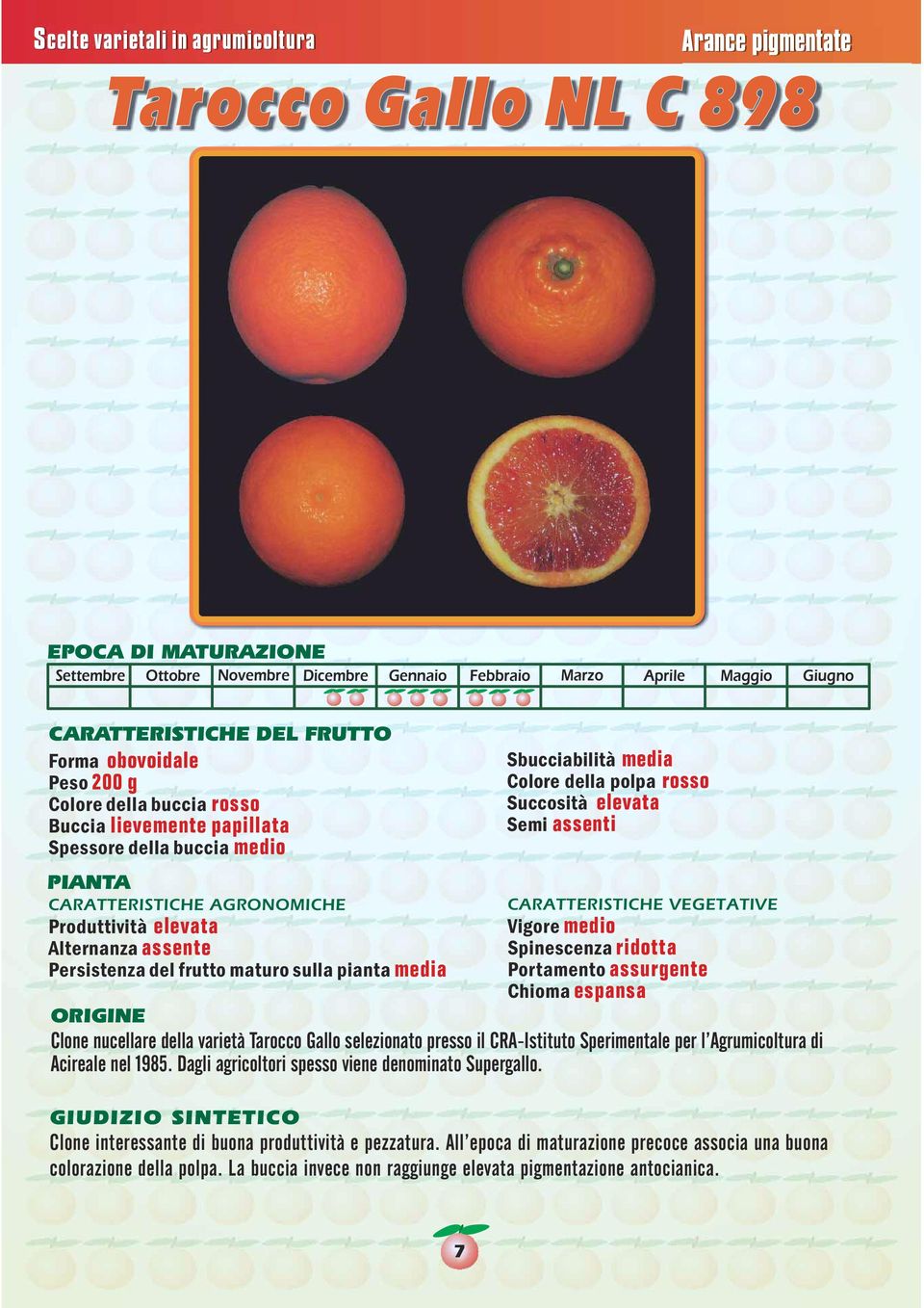 nucellare della varietà Tarocco Gallo selezionato presso il CRA-Istituto Sperimentale per l Agrumicoltura di Acireale nel 1985. Dagli agricoltori spesso viene denominato Supergallo.