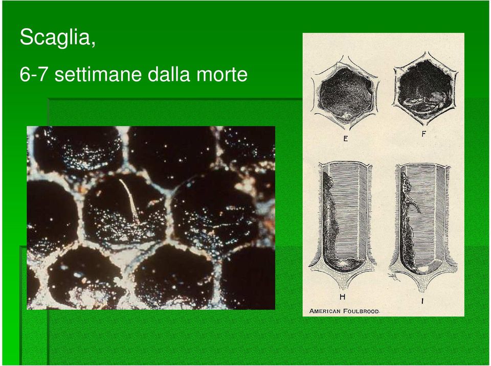 settimane